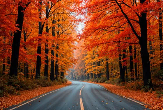 道路两旁美丽的秋天景色图片素材(JPG)