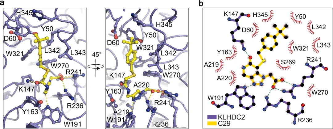 筛选数十亿化合物库，华盛顿大学药物AI虚拟筛选平台，登Nature子刊