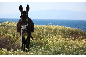 使用 GitOps 彻底改变您的 MuleSoft 部署