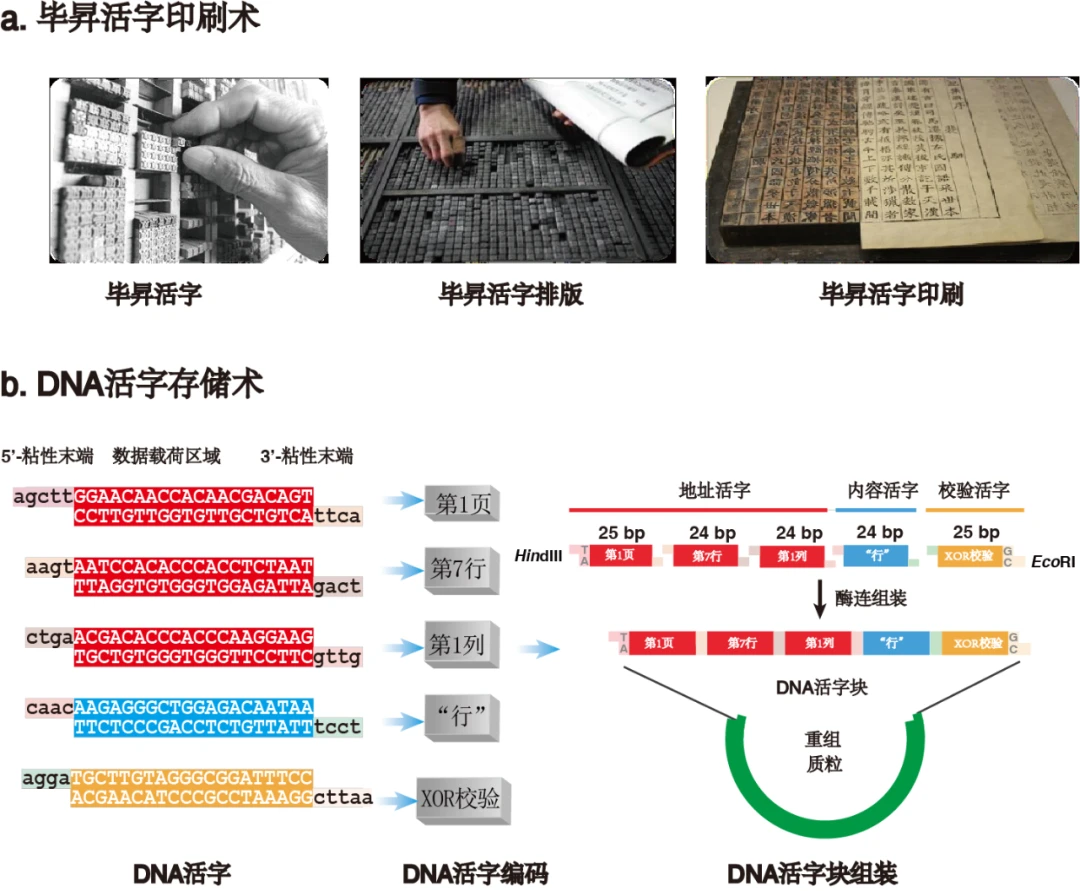 「毕昇一号」DNA活字存储喷墨打印机来了,低成本、高效率、全自动的DNA存储